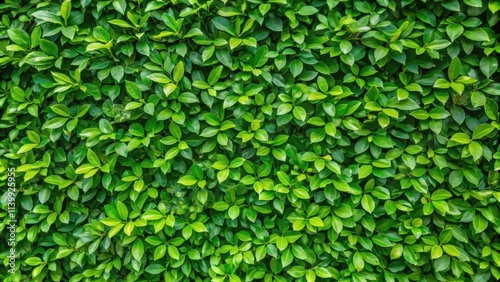 Leaves wall background with vibrant green foliage texture, leaves, wall, background, texture, green, foliage, natural