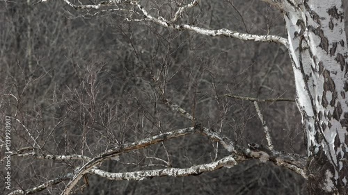 Birch branch