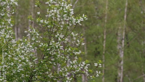 Flowering bird cherry
