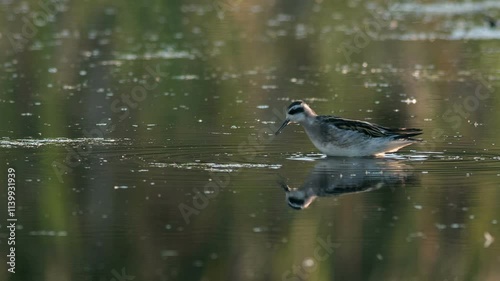 Round-nosed phalarope