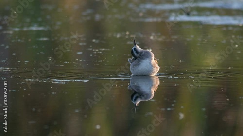 Round-nosed phalarope
