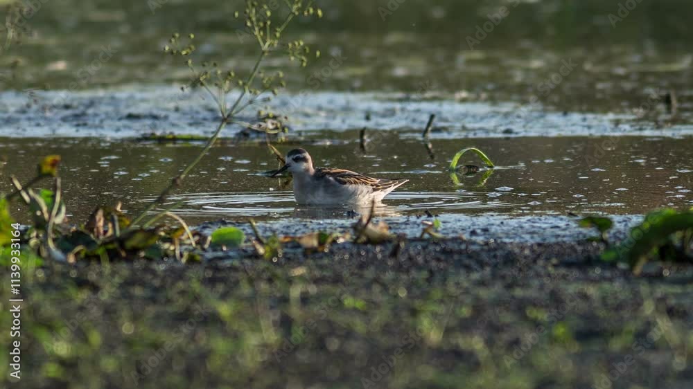 Round-nosed phalarope Round-nosed phalarope