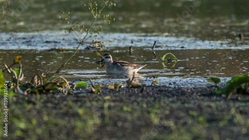 Round-nosed phalarope