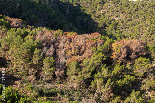 Dead and dry pine trees caused by the beetle Tomicus piniperda.