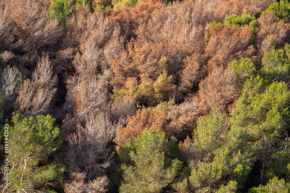 Pine trees damaged by the pest Tomicus pinperda.
