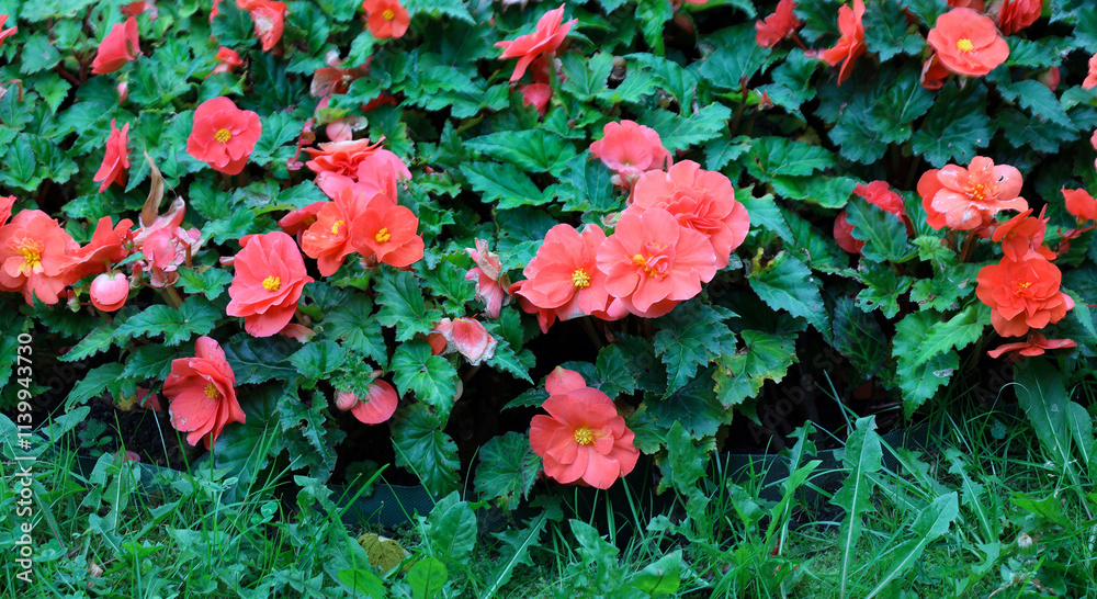 pink with yellow pistils blooming begonia in the city park pink with yellow pistils blooming begonia in the city park