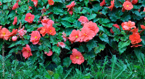 pink with yellow pistils blooming begonia in the city park