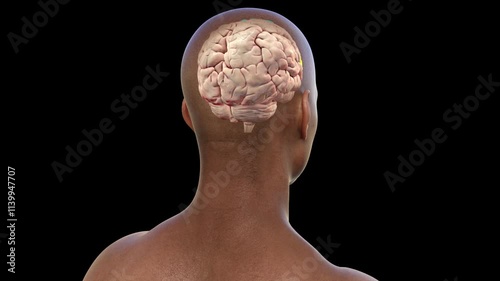 Frontal gyri of human brain, animation photo