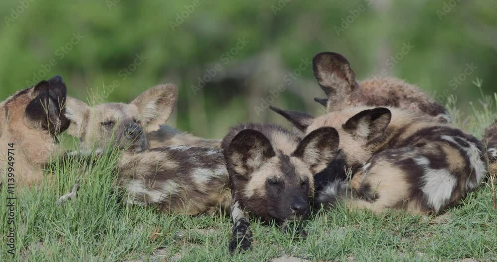 Close-up. Small group of African Wild Dogs lying down grooming and resting Close-up. Small group of African Wild Dogs lying down grooming and resting