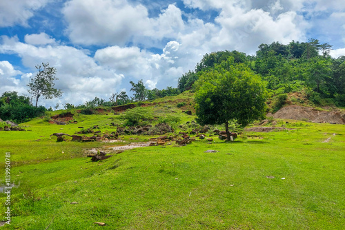 A shady tree in a green meadow on a mountain slope in the morning