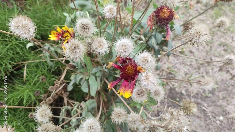 beautiful dried flowers. dried flowers of echinacea. old dried autumn flowers. beautiful dried flowers. dried flowers of echinacea. old dried autumn flowers.