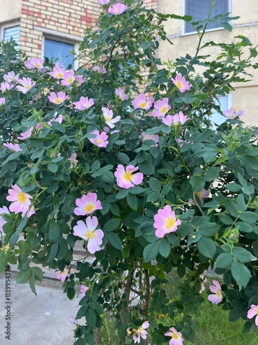 flowers in the garden