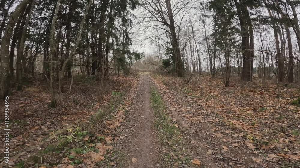 A peaceful and tranquil dirt pathway that winds through a serene forest, beautifully lined with fallen autumn leaves A peaceful and tranquil dirt pathway that winds through a serene forest, beautifully lined with fallen autumn leaves
