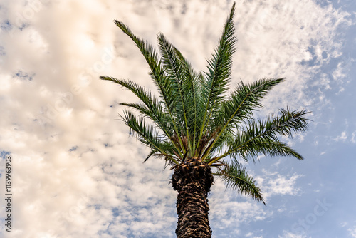 palm tree isolated on a bright blue sky with clouds background - palmera canariensis - canary photo