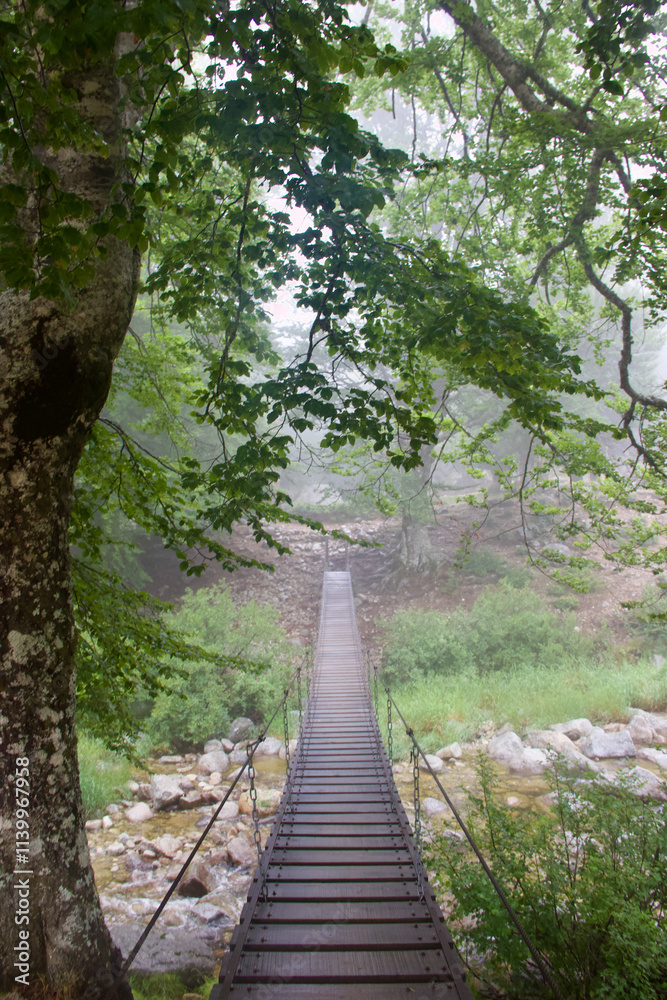 Fototapeta premium suspension bridge in the middle of the forest, surrounded by foliage and greenery