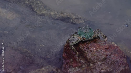 Rock with mottled lightfoot crab photo