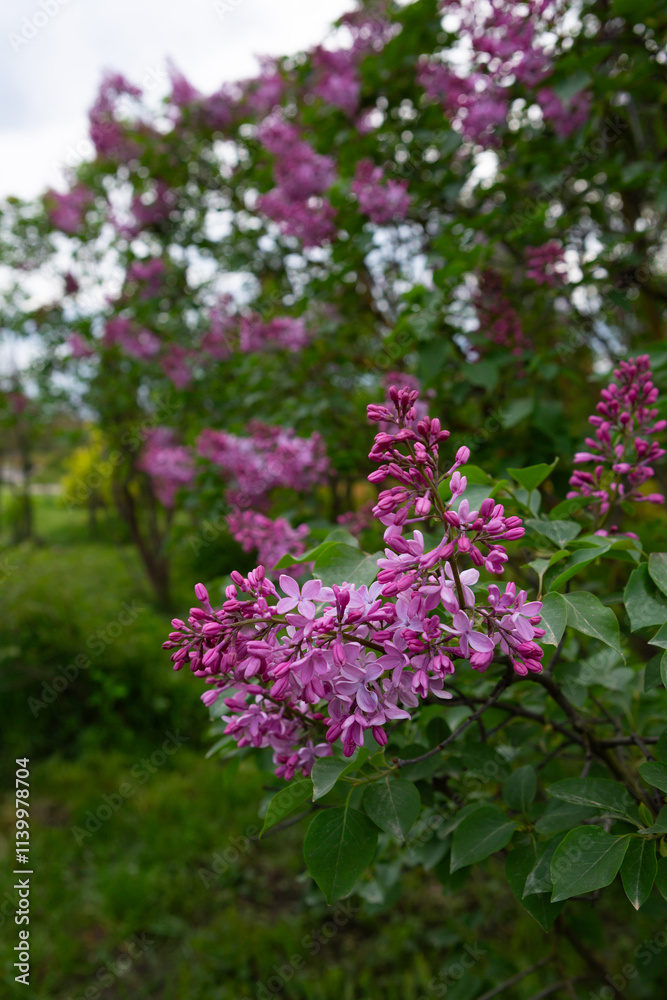 Blossom natural background with blooming lilac bush in garden Blossom natural background with blooming lilac bush in garden
