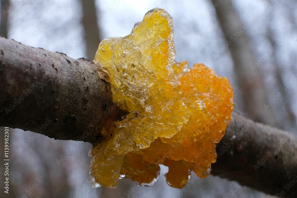 Interesting mushroom Tremella mesenterica (yellow brain, golden jelly fungus, yellow trembler), looking like orange jelly on the tree. It has healing Interesting mushroom Tremella mesenterica (yellow brain, golden jelly fungus, yellow trembler), looking like orange jelly on the tree. It has healing
