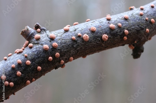 Quadro su tela Close up of mushroom Nectria cinnabarina on branch, also known as coral spot, is a plant pathogen that causes cankers on broadleaf trees