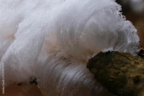 An unusual natural phenomenon - mysterious hair ice on wood looks like angle hair. The fungus Exidiopsis effusa is responsible for this crystallization process.	 photo