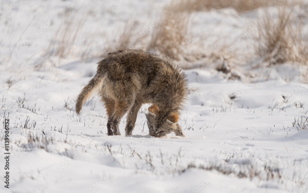 Coyote (Canis latrans) hunting for voles with its nose buried in the snow. Winter wildlife in Colorado Coyote (Canis latrans) hunting for voles with its nose buried in the snow. Winter wildlife in Colorado