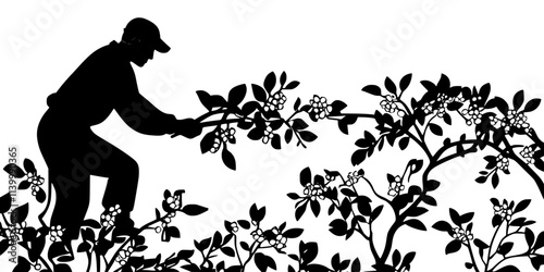 Gardener pruning the top branches of fruit trees in an orchard area, Illustration