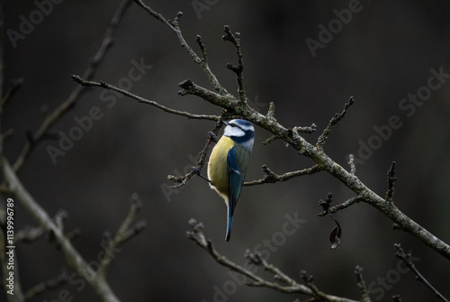 Canvas Print Eurasian blue tit (Cyanistes caeruleus) clinging to a branch on a winter day in