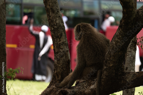 Anubis Baboon (Papio anubis) watching a bus full of african safari tourists in Ghana photo