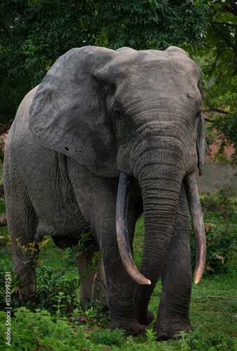 Majestic African Forest Elephant (Loxodonta cyclotis) with hue tusks walking through a lush green forest in Ghana
