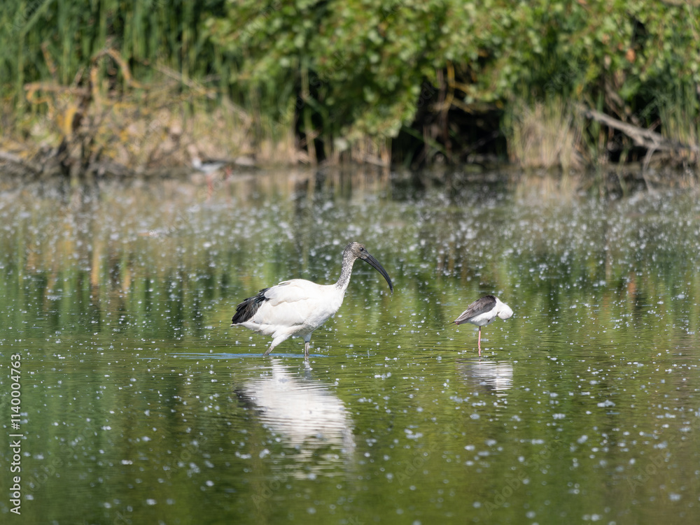 The African Sacred Ibis, a species of ibis, a Wading Bird in a Swamp The African Sacred Ibis, a species of ibis, a Wading Bird in a Swamp
