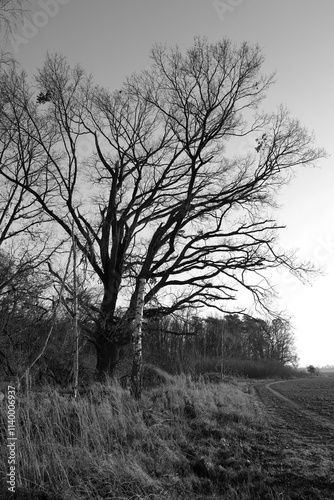 Laubbaum im Winter