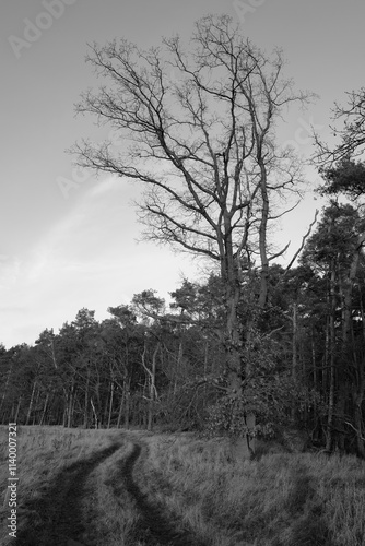 Novemberlandschaft
