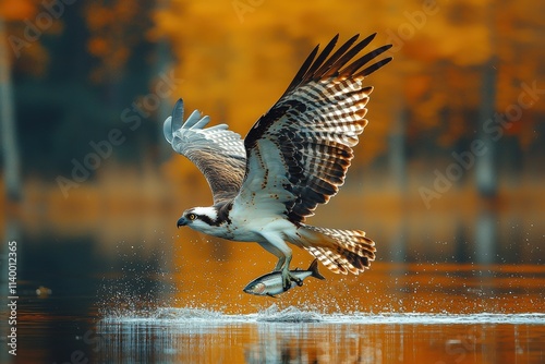 Majestic osprey in flight, catching fish, autumnal background.  Stunning wildlife photography.