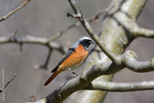 Photos Common redstart, Phoenicurus Phoenicurus, Male, Perching on a Apple Tree Branch in Early Spring Season