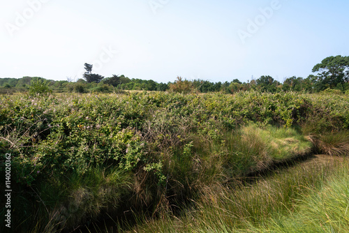 Rufus fruticosus, Roncier, Mure, Polder de Sébastopol , Réserve naturelle, Ile de Noirmoutier, Vendée, 85, France