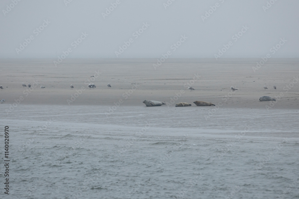 Gray, misty coastal scene. Harbor seals rest on the sandy shore, with seagulls nearby. Calm water reflects the overcast sky. Gray, misty coastal scene. Harbor seals rest on the sandy shore, with seagulls nearby. Calm water reflects the overcast sky.