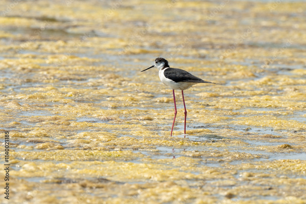 Obraz premium Echasse blanche, Himantopus himantopus, Black winged , Marais salants, Limu ruppie; ruppia maritima, Guerande, Loire Atlantique, 44, France