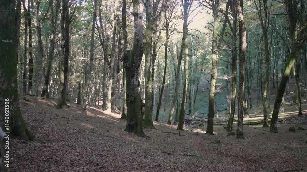 The Lake Vico forest in autumn bursts with fiery foliage, from bright amber to deep scarlet, beneath a serene blue sky