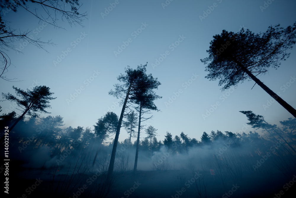 Silhouetted trees in a smoky forest at twilight. Dense smoke obscures the ground. Silhouetted trees in a smoky forest at twilight. Dense smoke obscures the ground.