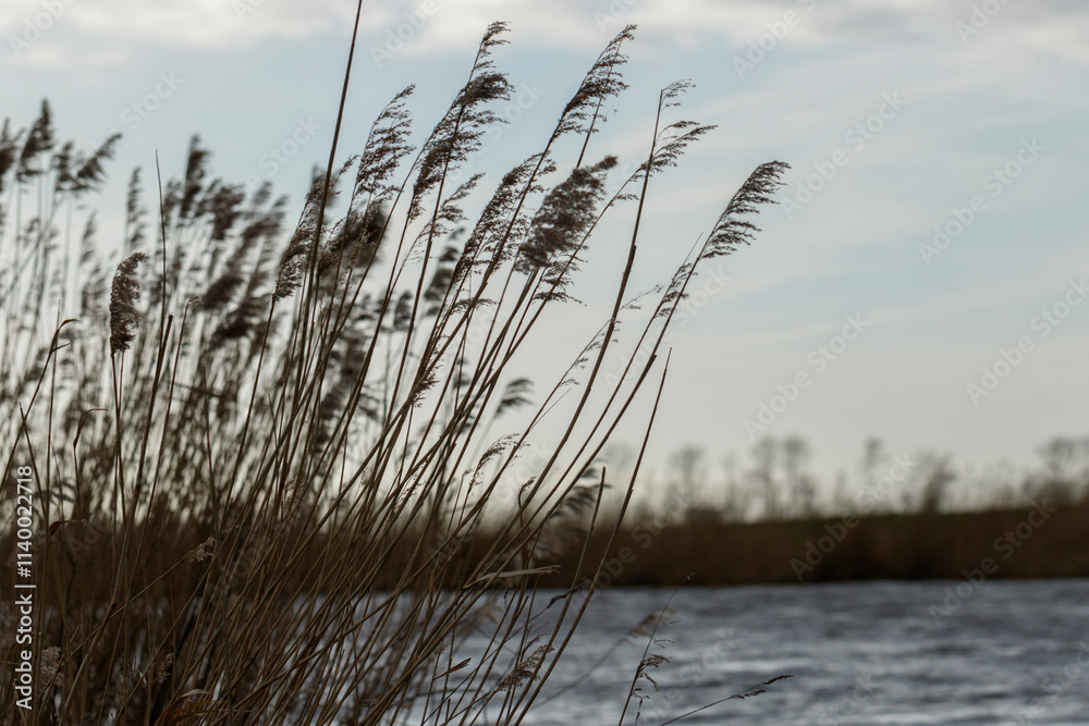 Silhouetted reeds sway gently over a dark river. Cloudy sky above. Silhouetted reeds sway gently over a dark river. Cloudy sky above.