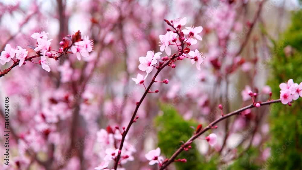 Stunning pink flowers blossom during springtime, close-up pan left Stunning pink flowers blossom during springtime, close-up pan left