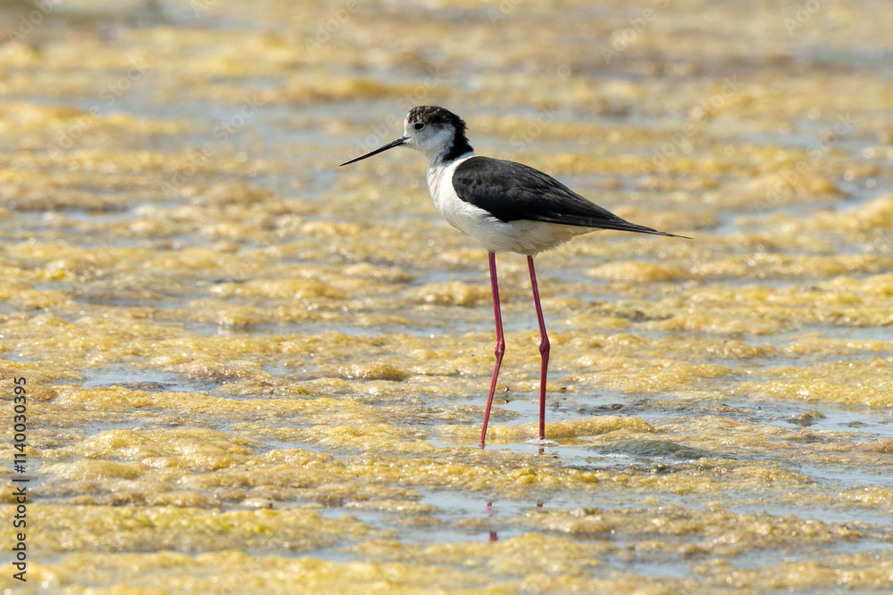 Echasse blanche, Himantopus himantopus, Black winged , Marais salants, Limu ruppie; ruppia maritima, Guerande, Loire Atlantique, 44, France Echasse blanche, Himantopus himantopus, Black winged , Marais salants, Limu ruppie; ruppia maritima, Guerande, Loire Atlantique, 44, France