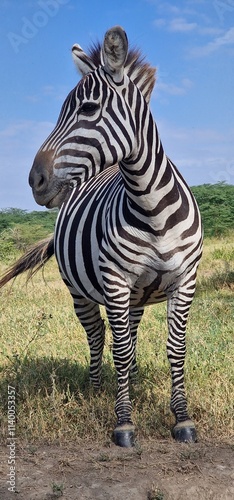 Zebra in the wild  photo