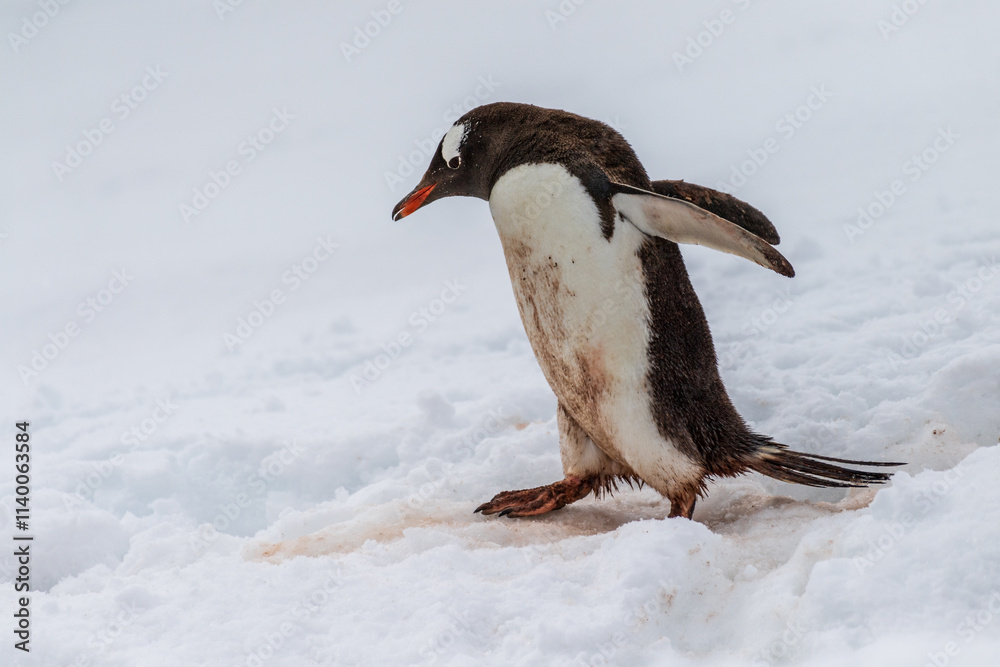 Obraz premium Close-up of a Gentoo Penguin -Pygoscelis papua- walking along a penguin highway in a snowy landscape of the colony at Danco island, on the Antarctic Peninsula