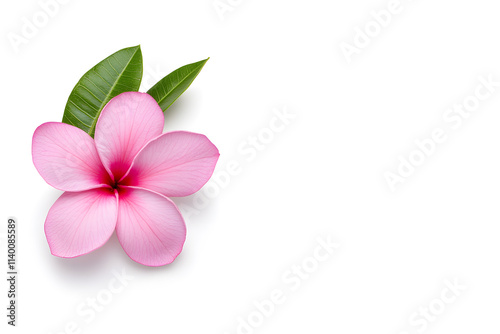 Frangipani flowers top view isolated on white background