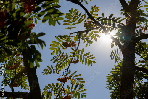 the beautiful foliage of the mountain ash in sunny weather