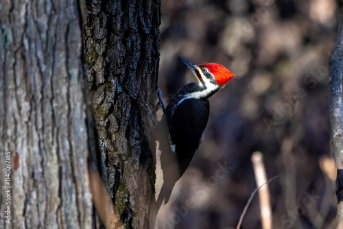 The pileated woodpecker.The bird native to North America.Currently the largest woodpecker in the United States after the critically endangered and possibly extinct ivory woodpecker.