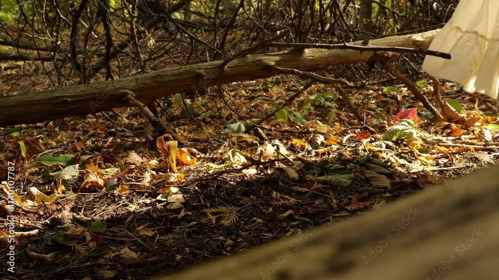Girl Walks on Sunlit Forest Floor with Fall Leaves Girl Walks on Sunlit Forest Floor with Fall Leaves