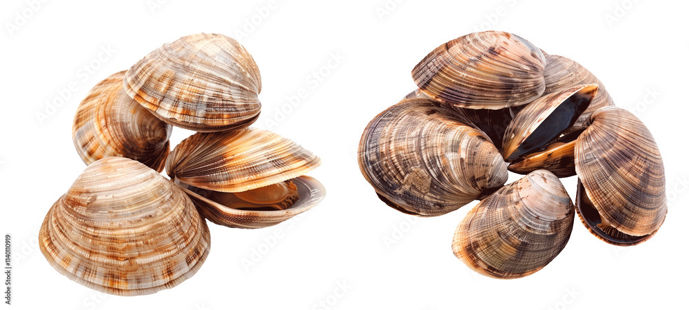 Set of clams, isolated on a transparent background. PNG element Set of clams, isolated on a transparent background. PNG element
