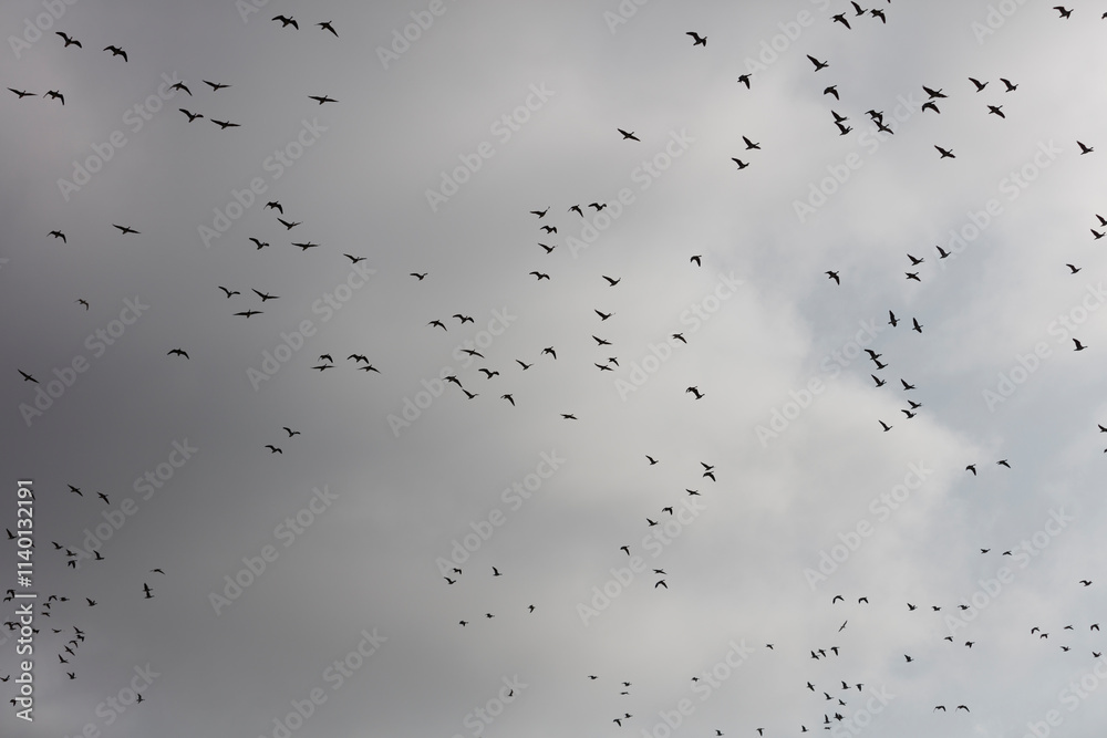 Flock of birds in flight against a gray sky. Many geese soar through the overcast. Flock of birds in flight against a gray sky. Many geese soar through the overcast.